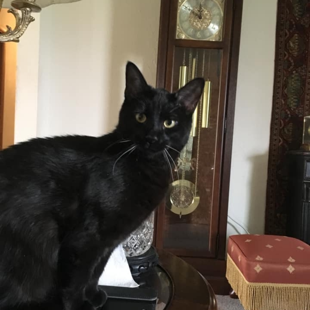 Meet your Posher, Pat